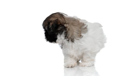 Meraklı Shih Tzu yavrusu adımını atıyor ve arkasına bakıyor. 
