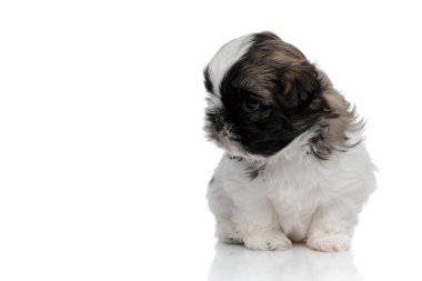 Saygılı Shih Tzu yavrusu başka yere bakıyor ve bekliyor.