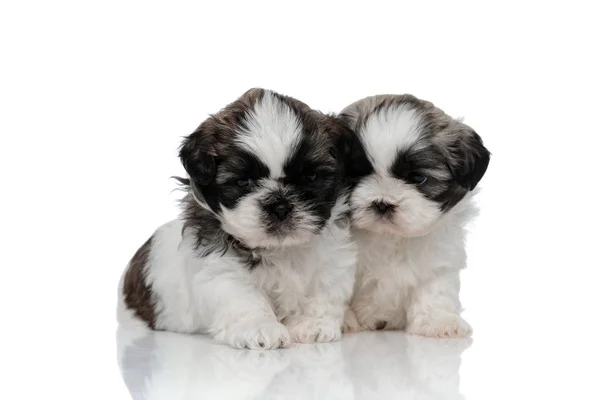 Incomodado Shih Tzu filhote franzindo a testa e abraçando seu irmão — Fotografia de Stock