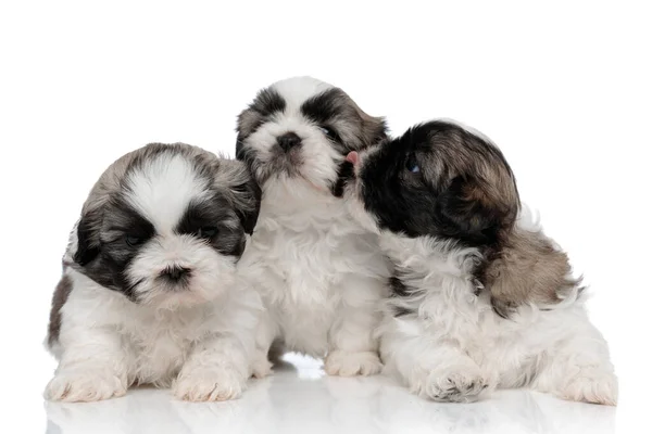 Adorável Shih Tzu filhotes beijando e lambendo uns aos outros — Fotografia de Stock