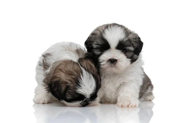 Enfocado Shih Tzu cachorros olfateando y mirando a su alrededor —  Fotos de Stock