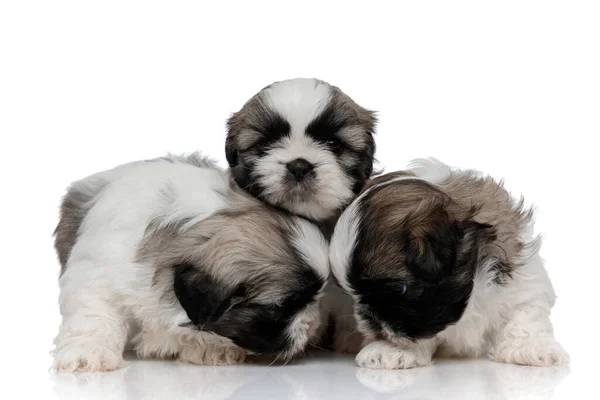 Adorable Shih Tzu Cachorros Abrazando Abrazando Mientras Que Pie Sobre —  Fotos de Stock