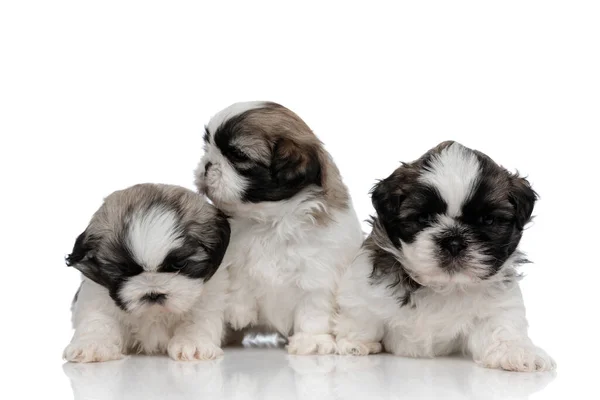 Molestado Shih Tzu cachorros mirando a su alrededor y frunciendo el ceño — Foto de Stock