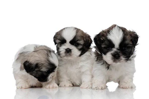 Nieuwsgierige Shih Tzu welpen worden beschermd door hun zelfverzekerde broer en zus — Stockfoto