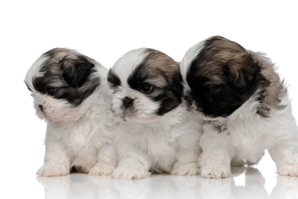 Eager Shih Tzu cachorros curiosamente mirando hacia otro lado — Foto de Stock