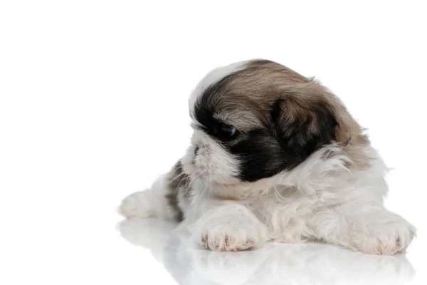 Desideroso Shih Tzu cucciolo curiosamente guardando altrove — Foto Stock