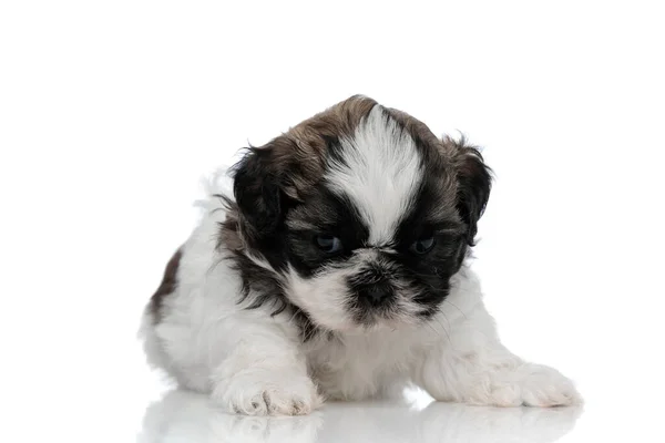 Molestado Shih Tzu cachorro mirando hacia adelante y frunciendo el ceño —  Fotos de Stock