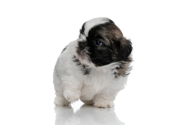 Hravý Shih Tzu štěně krok a odvrací pohled — Stock fotografie
