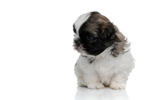 Dutiful Shih Tzu unge tittar bort och väntar — Stockfoto