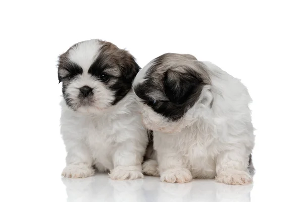 Shy Shih Tzu cachorros abrazándose entre sí —  Fotos de Stock