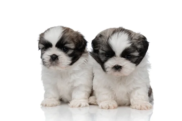 Dutiful Shih Tzu puppies looking forward and waiting — Stock Photo, Image