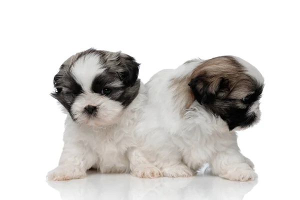 Shy Shih Tzu szczeniaki ciekawie rozgląda się wokół — Zdjęcie stockowe