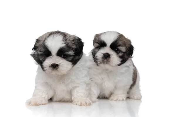 Dutiful Shih Tzu filhotes olhando para a frente e esperando — Fotografia de Stock