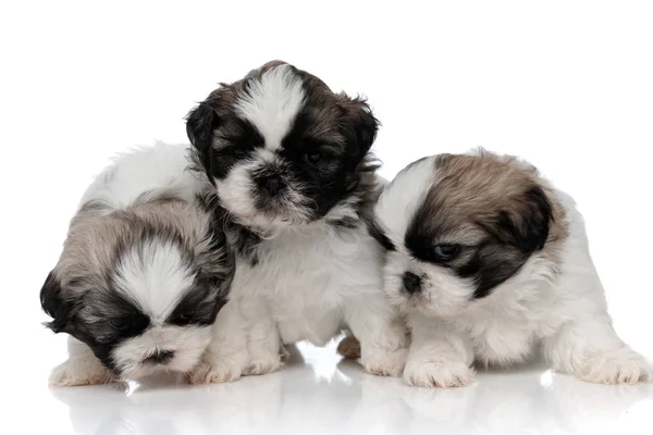 Curious Shih Tzu cubs curiously sniffing and looking around — Stock Photo, Image