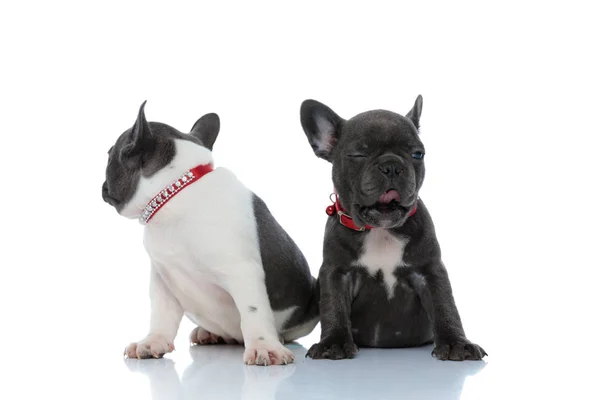 Два сонных французских щенка-бульдога смотрят в сторону и зевают — стоковое фото