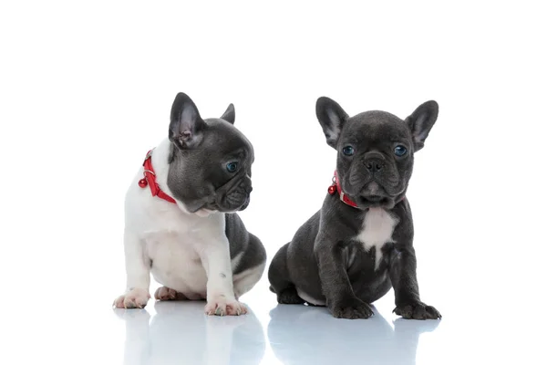 Ivrig fransk bulldog nyfiket tittar på sitt syskon — Stockfoto
