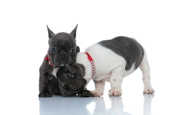 Desideroso francese bulldog cuccioli annusare e guardarsi intorno — Foto Stock