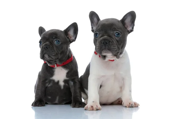 Twee plichtsgetrouwe Franse bulldog welpen nieuwsgierig vooruit — Stockfoto