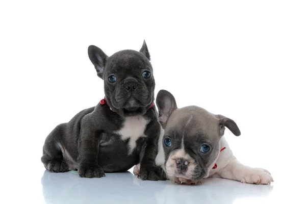 Två vackra franska bulldogg ungar ser fram emot — Stockfoto