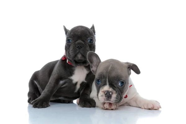 Filhotes de buldogue franceses motivados ansiosos — Fotografia de Stock