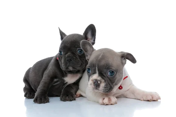 Zwei ruhige französische Bulldoggen-Welpen, die wegschauen und sich entspannen — Stockfoto