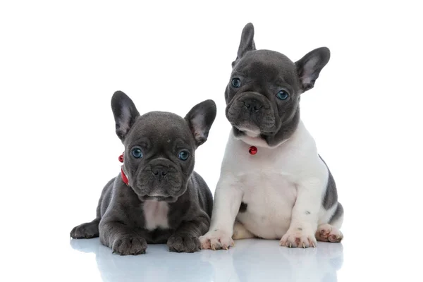 Dois filhotes de buldogue franceses focados olhando para longe focados — Fotografia de Stock