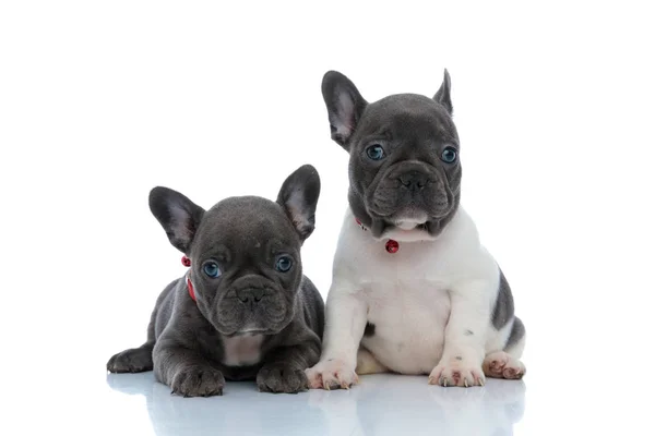 Dois filhotes de bulldog franceses obedientes olhando para a frente — Fotografia de Stock