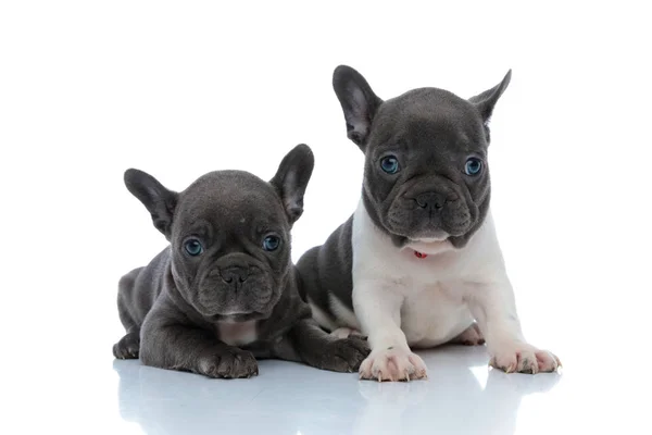 Zwei fokussierte französische Bulldoggen Welpen, die neugierig wegschauen — Stockfoto