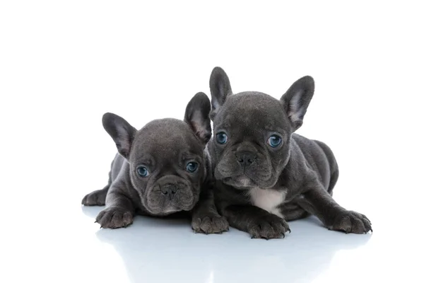 Två söta franska bulldog valpar ser fram emot — Stockfoto