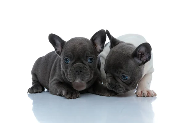 Due curiosi cuccioli di bulldog francesi che annusano e indagano — Foto Stock