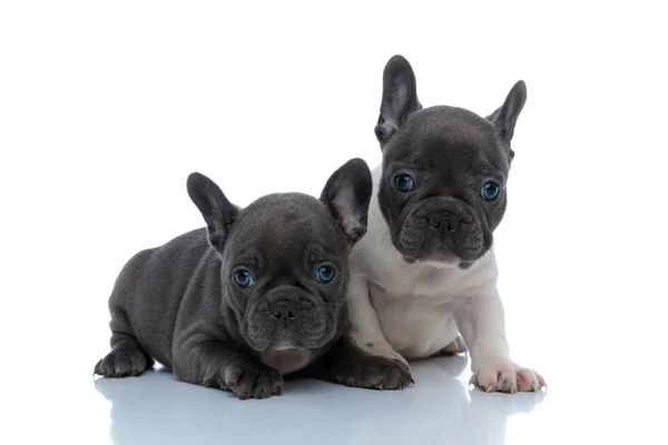 Twee mooie Franse bulldog puppies kijken uit — Stockfoto