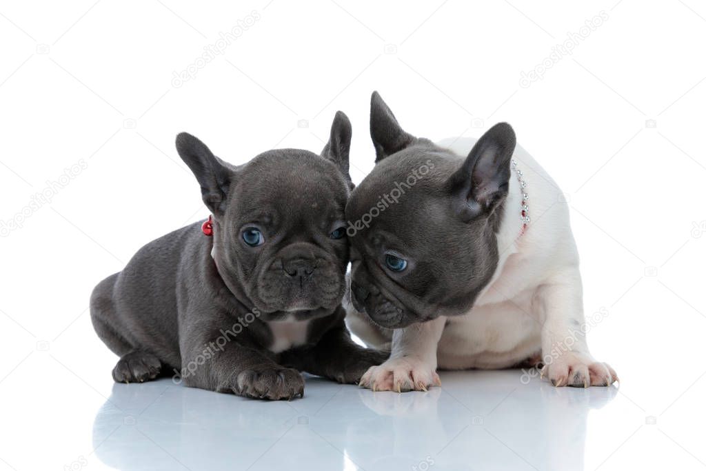 Confident French bulldog puppy comforting his brother