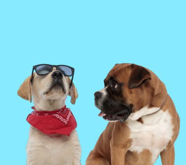 Cool Labrador Retriever and curious Boxer looking at it