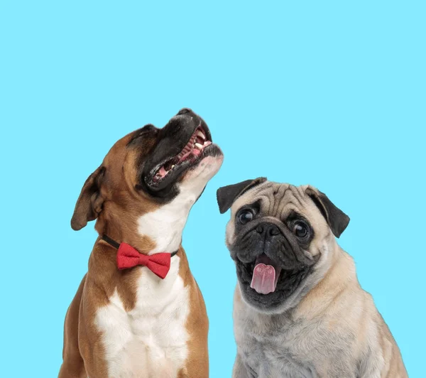 Excited Pug panting and happy Boxer wearing bowtie — Stockfoto