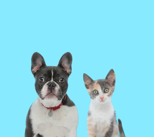 Dutiful French Bulldog and curious Metis cat cub looking forward — 图库照片