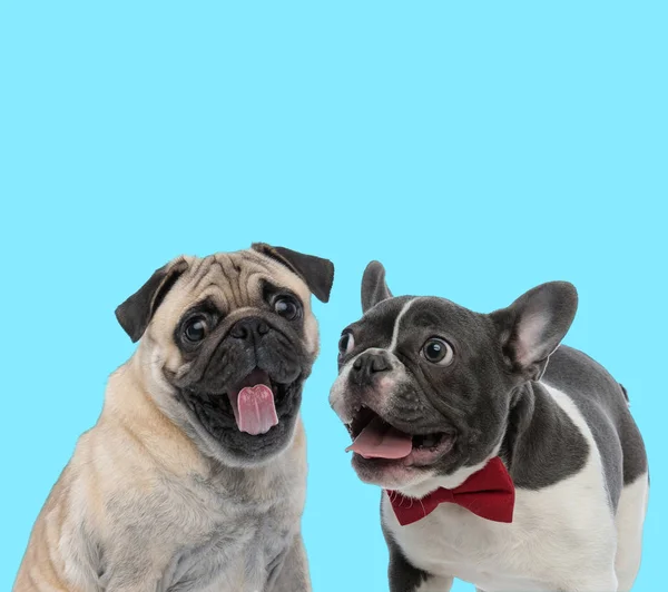 Excited Pug and French Bullgod panting — Stockfoto