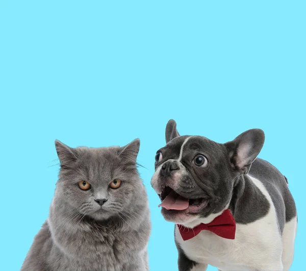 Excited French bulldog panting and British Long hair cat — Stok fotoğraf