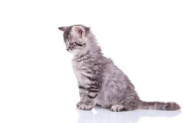 Side view of a focused British Shorthair cub looking 