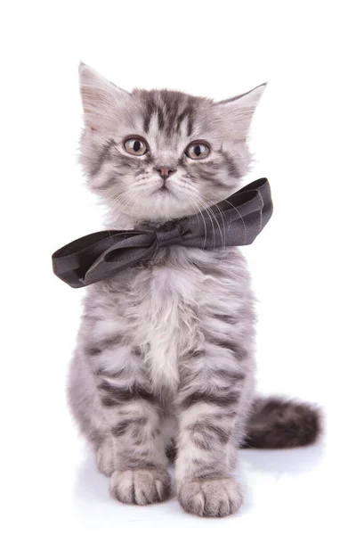 Lovely British Shorthair cub wearing bowtie and looking forward — Stok fotoğraf