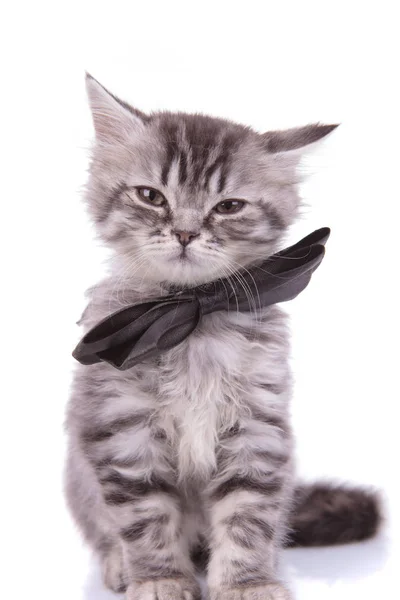 Entediado britânico shorthair filhote vestindo bowtie — Fotografia de Stock