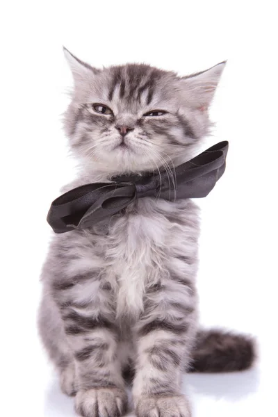 Sleepy British Shorthair cub wearing bowtie and blinking — 图库照片