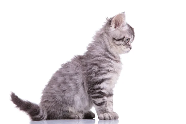 Vista laterale di un curioso cucciolo di British Shorthair — Foto Stock