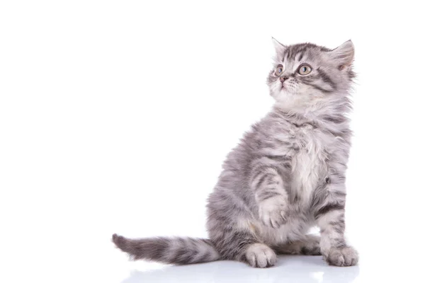 Eager British Shorthair cub being playful — ストック写真