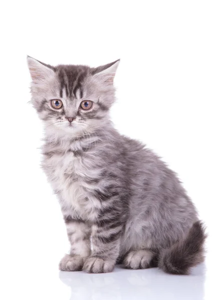 Precioso British Shorthair cachorro mirando hacia adelante mientras está sentado —  Fotos de Stock