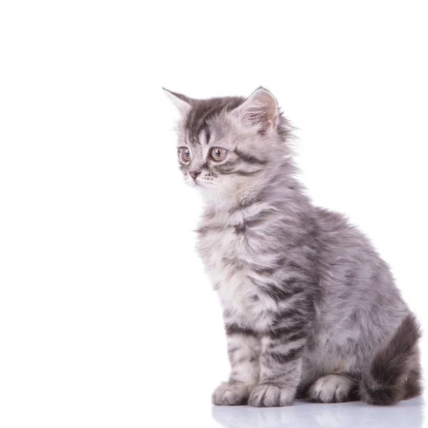 Curious British Shorthair cub looking away and waiting — Stock Photo, Image
