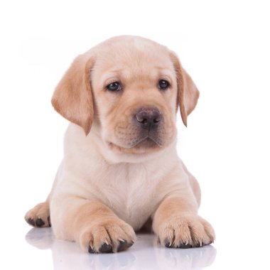 labrador retriever dog lying down and looking away