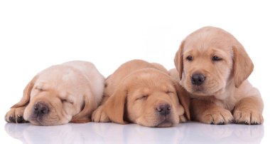 two labrador retriever dogs sleeping next to one looking away