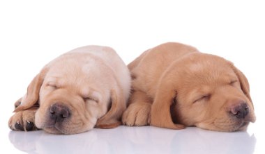 two labrador retriever dogs lying down and sleeping tired