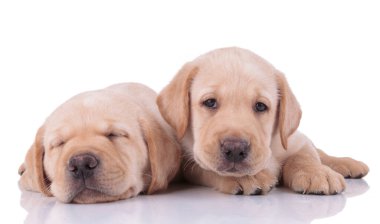 two labrador retriever dogs sleeping and looking at camera