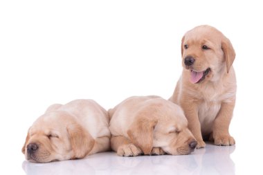 two labrador retriever dogs sleeping and another one panting